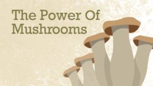 The Power of Medicinal Mushrooms | Best Chinese Medicines