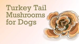 Turkey Tail Mushrooms for Dogs | Best Chinese Medicines