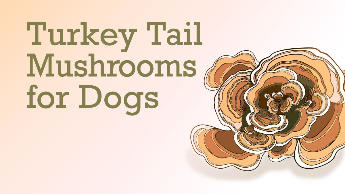 Turkey Tail Mushrooms For Dogs