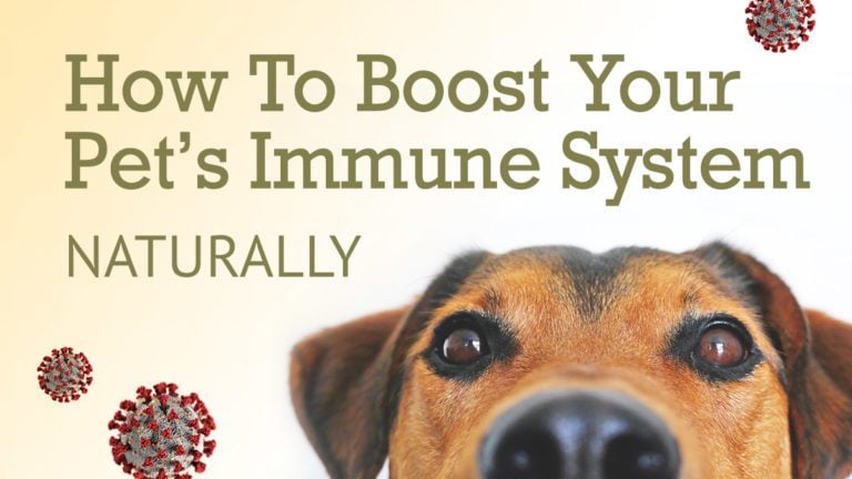 How to Boost Your Pets Immune System Naturally | Best Chinese Medicines