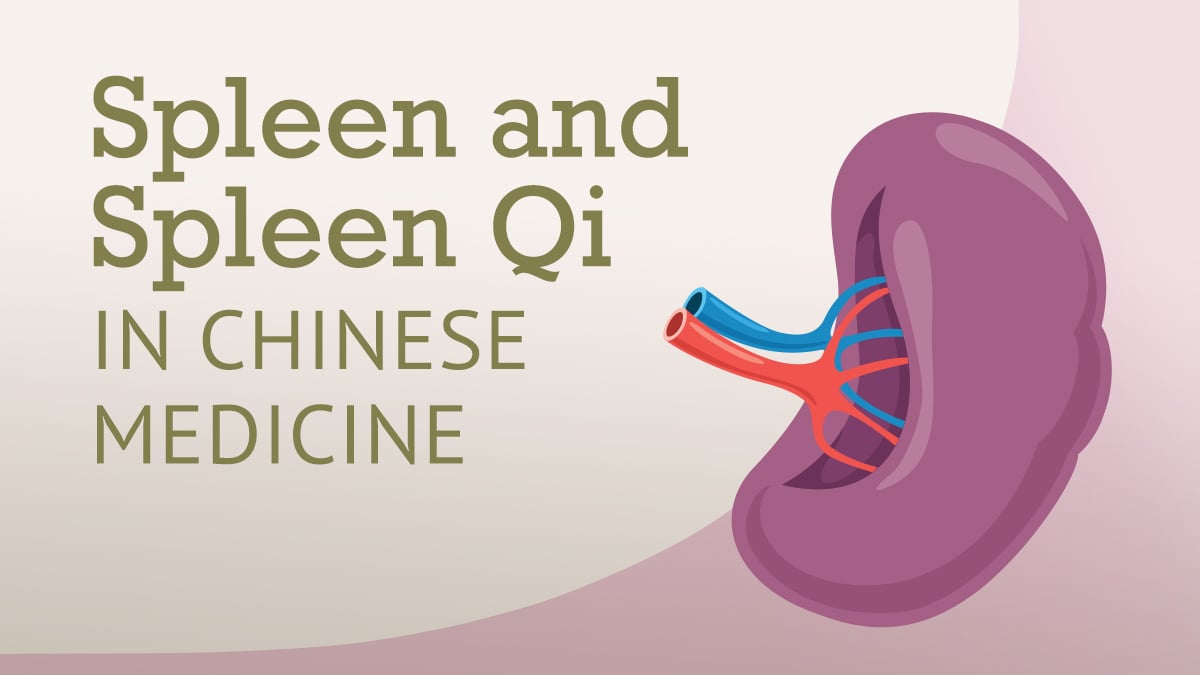 Spleen and Spleen (Chi)Qi in Chinese Medicine