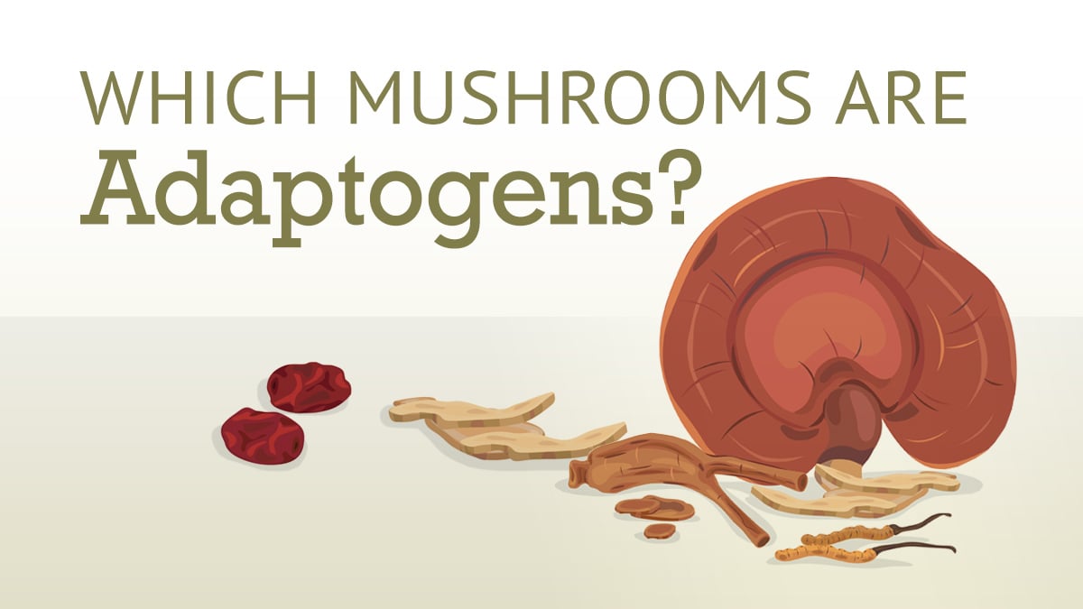 Which Mushrooms are Adaptogens?