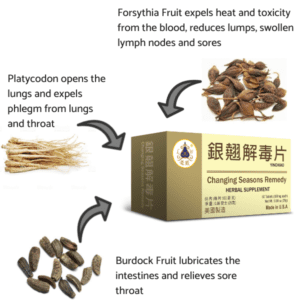 pictoral depiction of three herbs in this formula and how they work