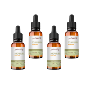 image of SCROPHULARIA Tincture 4pk