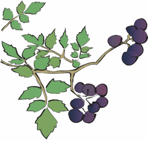 Bai Lian Ampelopsis plant