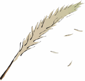 Bai Mao Gen Lalang Grass