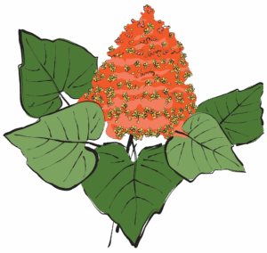 Bai Long Chuan Hua Tou Clerodendron Paniculatum