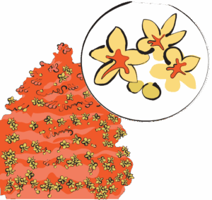 Bai Long Chuan Hua Tou Clerodendron Paniculatum flower