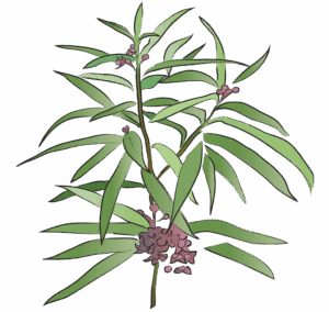 Bai Qian Cynanchi Stauntoni
