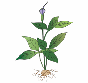 Ban Xia Pinellia