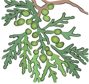 Bai Zi Ren Biota Seed