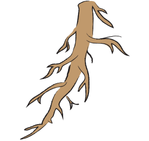 Ban Lan Gen IIsatis Root