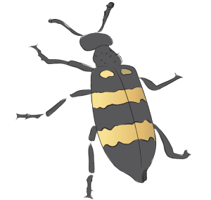 Ban Mao Chinese Blister Beetle Mykabris