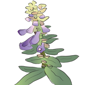 Ban Zhi Lian Scute Barbata