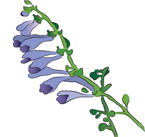 Ban Zhi Lian Scute Barbata