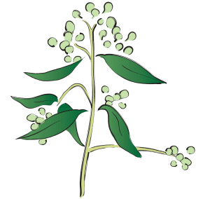 Bi Cheng Qie Litsea Cubebae