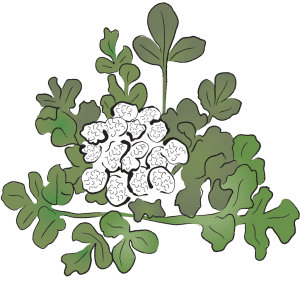 Bei Sha Shen Glehnia Root Radix Adenophorae