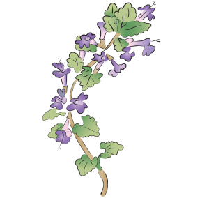 Bei Sha Shen Glehnia