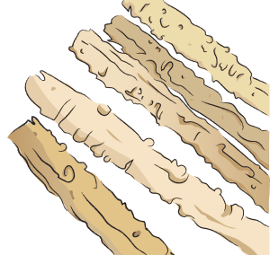 Bei Sha Shen Glehnia Root