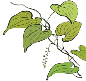 Bi Xie Tokoro Dioscoreae Hypoglaucae