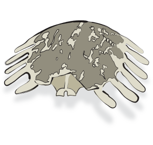 Bie Jia Tortoise Shell Carapax Trionycis