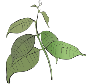 Bing Pian Borneol Borneolum Syntheticum