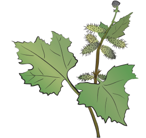 Cang Er Zi Xanthium Fruit