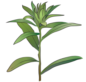 Dang Zhu Black Atractylodes