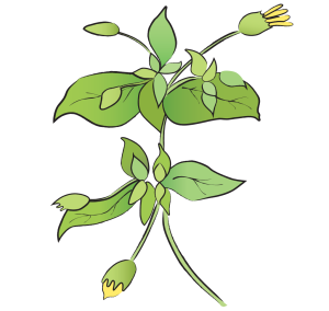 Cha Chi Huang Stellariae Aquaticae