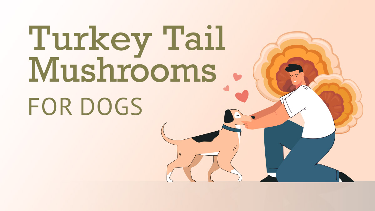 Turkey Tail Mushrooms For Dogs