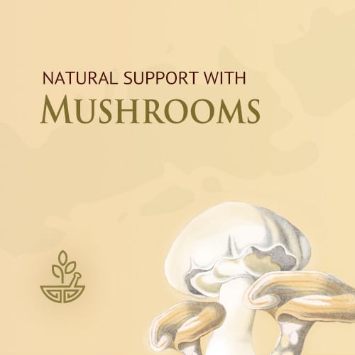 Chinese Medicine & Medicinal Mushrooms Best Chinese Medicines